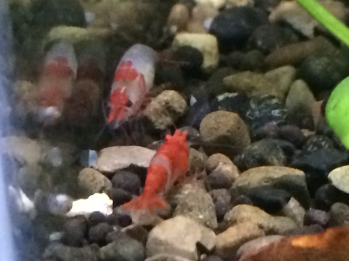 Neocaridina davidi