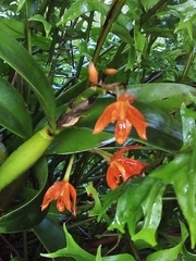 Guarianthe aurantiaca