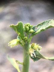 Ditaxis brandegeei