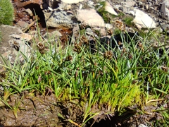Carex melanocystis