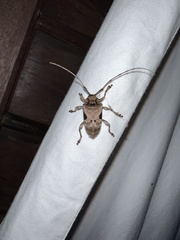 Lagocheirus araneiformis