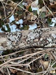 Biscogniauxia marginata