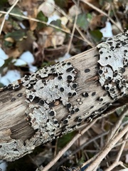 Biscogniauxia marginata