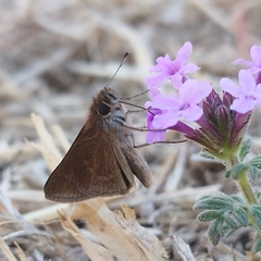 Lerodea eufala eufala