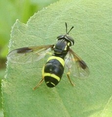 Chrysotoxum bicinctum