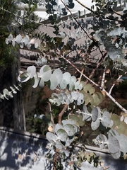 Eucalyptus cinerea