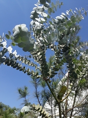 Eucalyptus cinerea