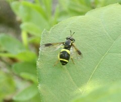 Chrysotoxum bicinctum