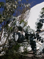 Eucalyptus cinerea