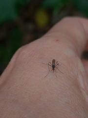 Stegomyia
