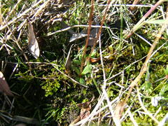 Micranthes foliolosa