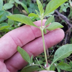 Gomphrenoideae