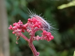Thyrassia