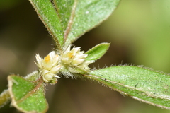 Gomphrenoideae