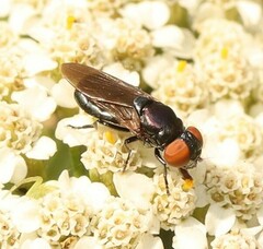 Chrysogaster solstitialis