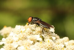 Chrysogaster solstitialis