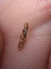 Platygaster robiniae