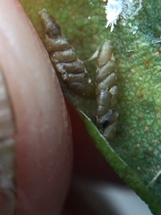 Platygaster robiniae