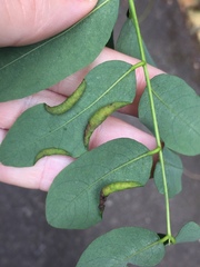 Platygaster robiniae