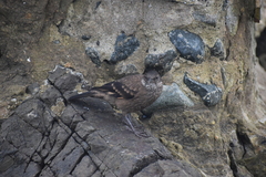 Cinclodes taczanowskii