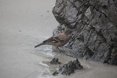 Cinclodes taczanowskii