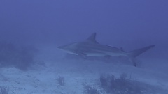 Carcharhinus limbatus