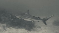 Carcharhinus limbatus