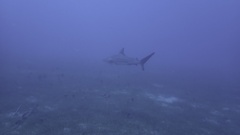 Carcharhinus limbatus