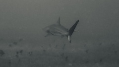 Carcharhinus limbatus