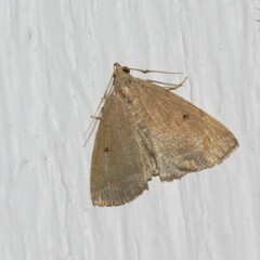 Zanclognatha protumnusalis