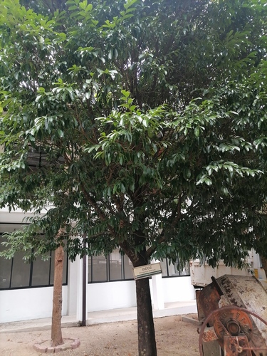 Diospyros ebenum observed 2023-02-01