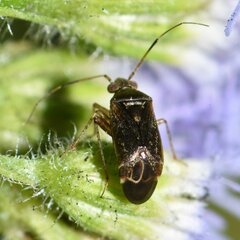 Polymerus testaceipes