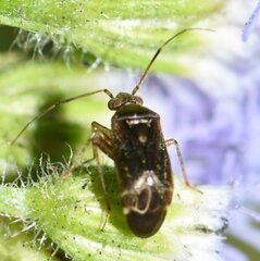 Polymerus testaceipes