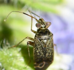 Polymerus testaceipes
