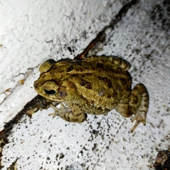 Incilius mazatlanensis