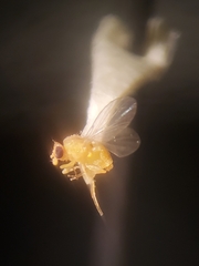 Chyromyidae