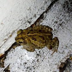 Incilius mazatlanensis