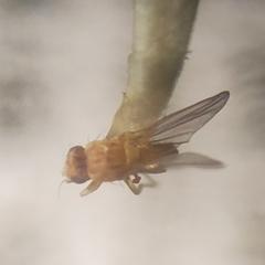 Chyromyidae