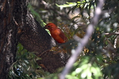 Piranga rubra