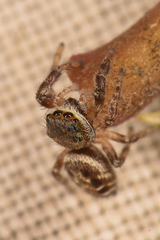 Metaphidippus manni