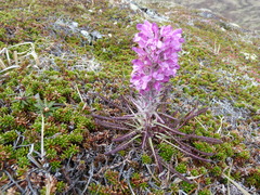 Pedicularis lanata