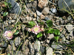 Endocellion glaciale