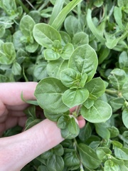 Alternanthera pungens