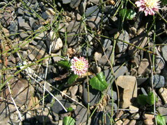 Endocellion glaciale