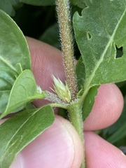 Alternanthera pungens