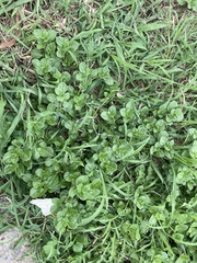 Alternanthera pungens