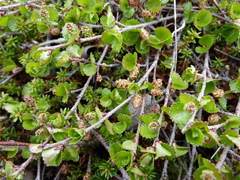 Betula nana