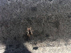 Gryllodes sigillatus