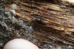 Sepedophilus