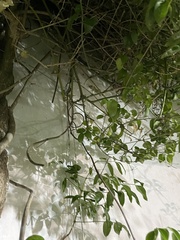 Tarentola mauritanica